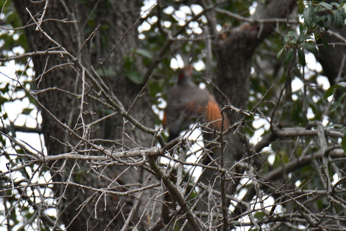 Northern Flicker - ML646235293