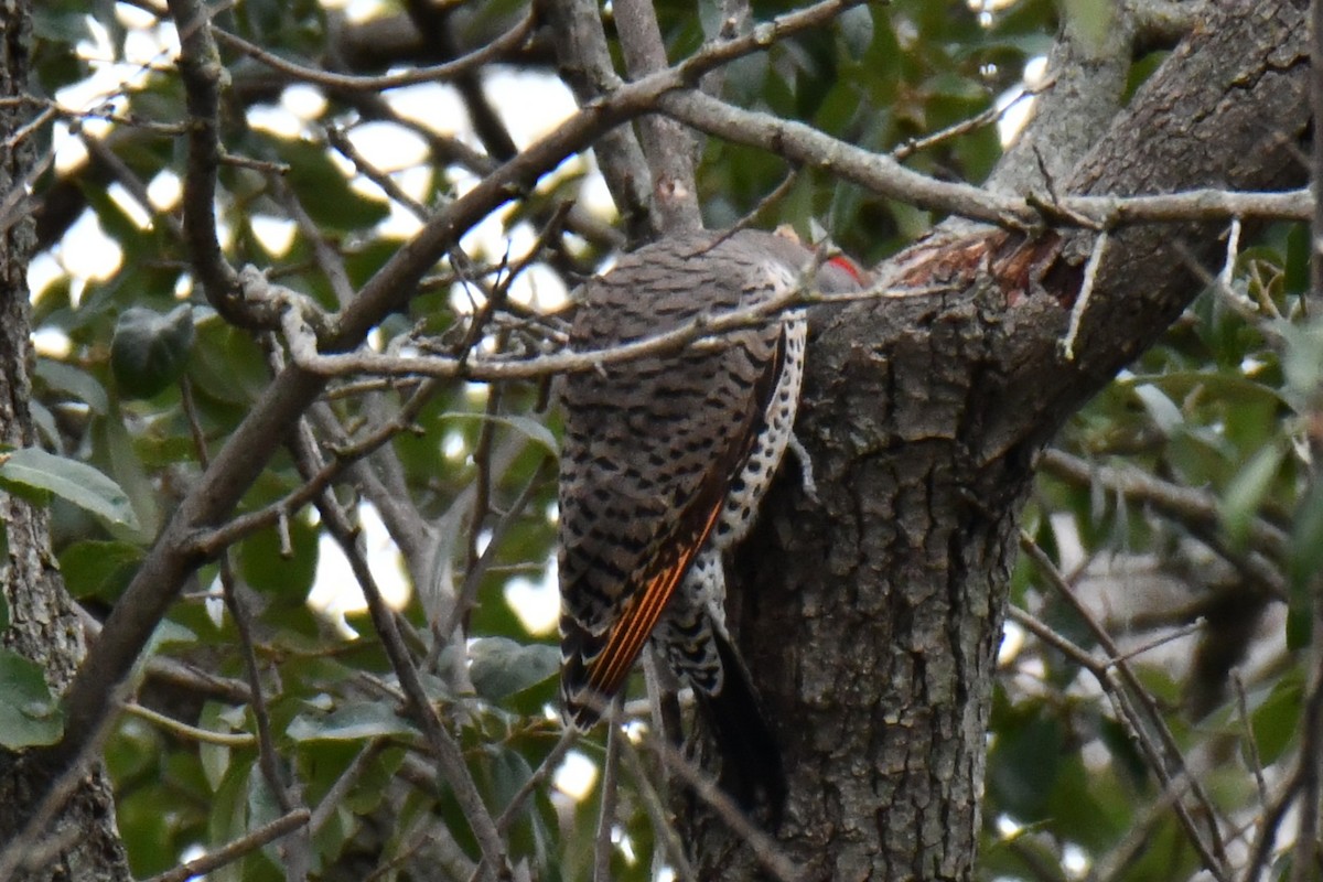 Northern Flicker - ML646235294