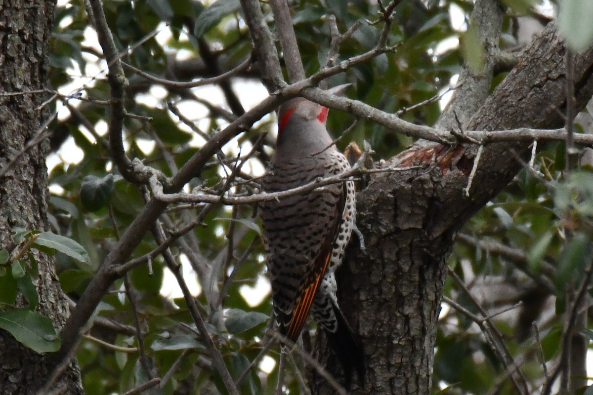 Northern Flicker - ML646235295