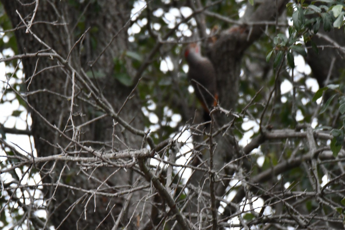 Northern Flicker - ML646235296