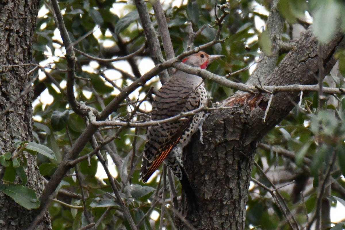 Northern Flicker - ML646235297
