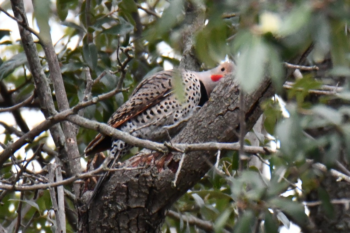 Northern Flicker - ML646235298