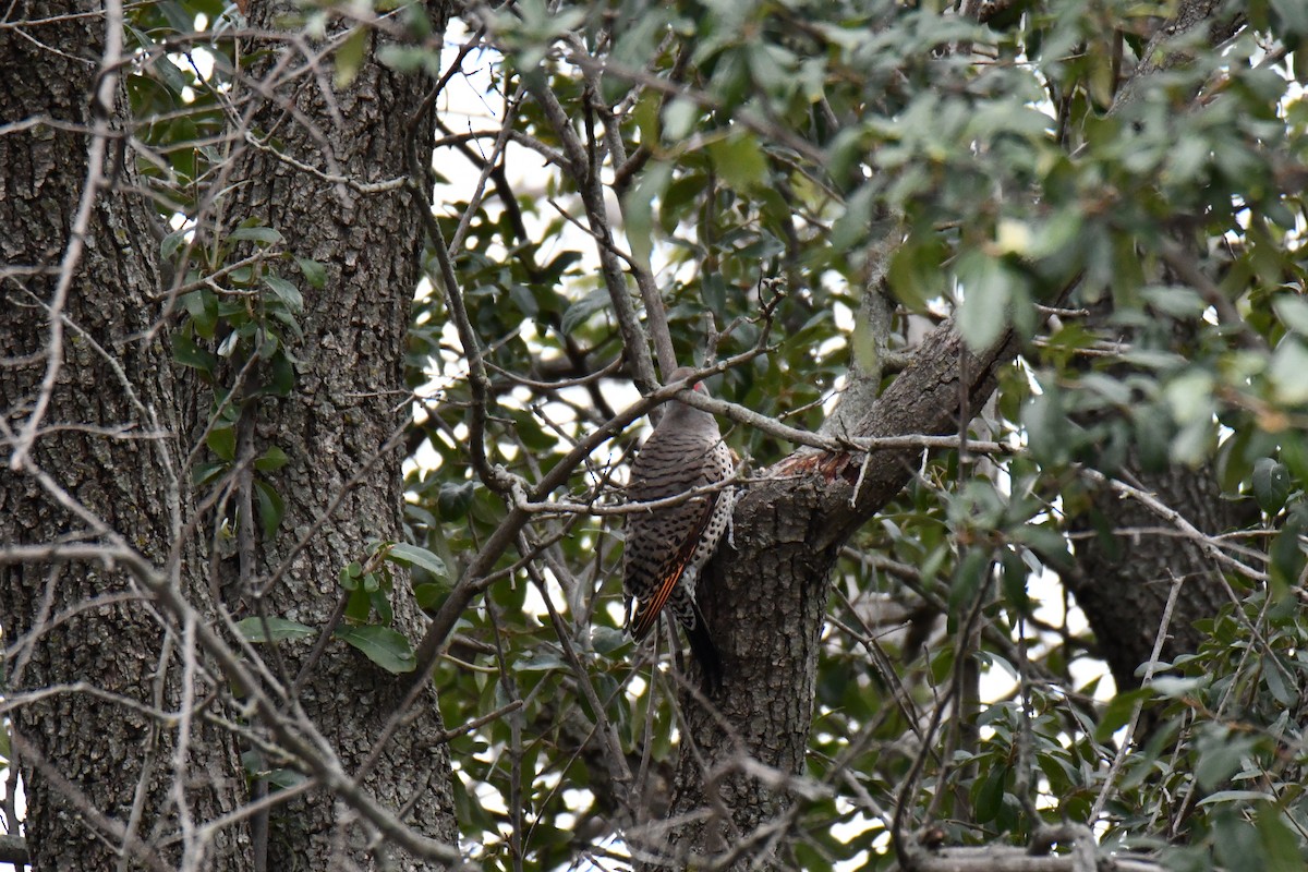 Northern Flicker - ML646235299