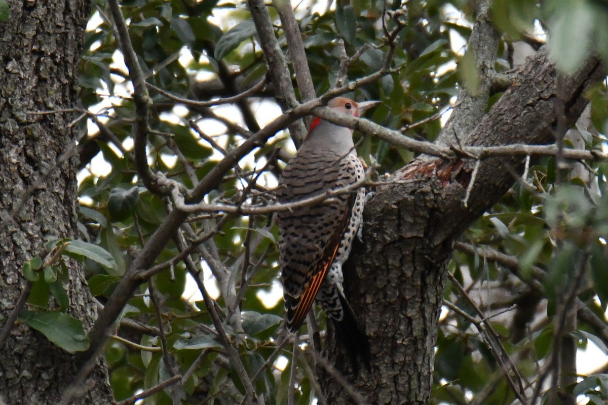 Northern Flicker - ML646235300