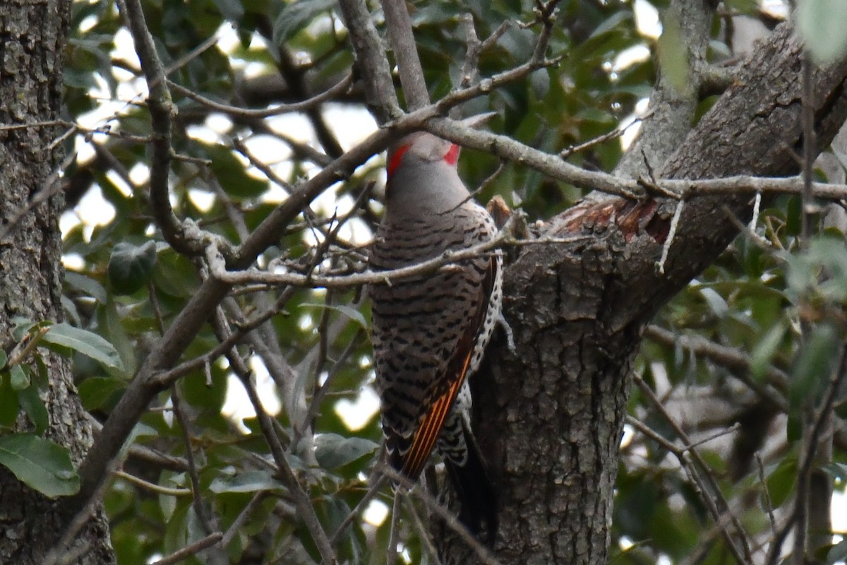 Northern Flicker - ML646235301