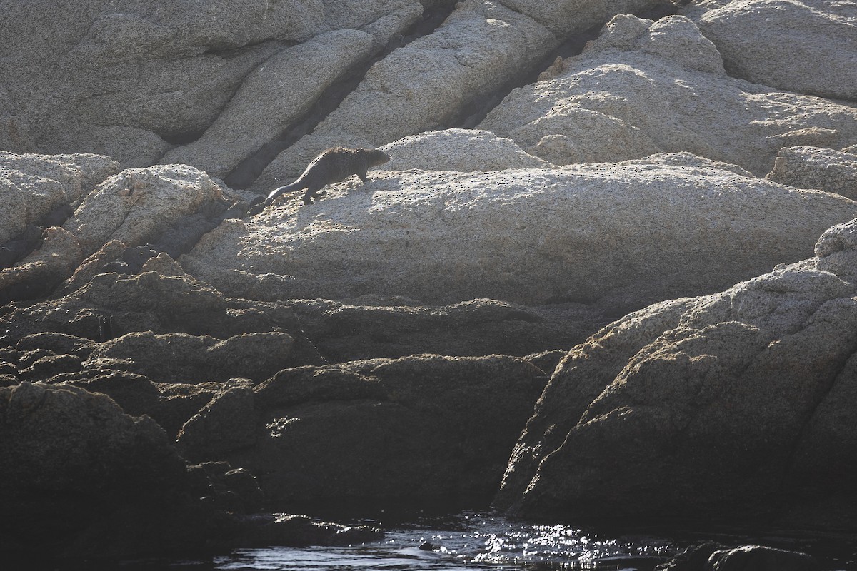 Marine Otter - ML646235304