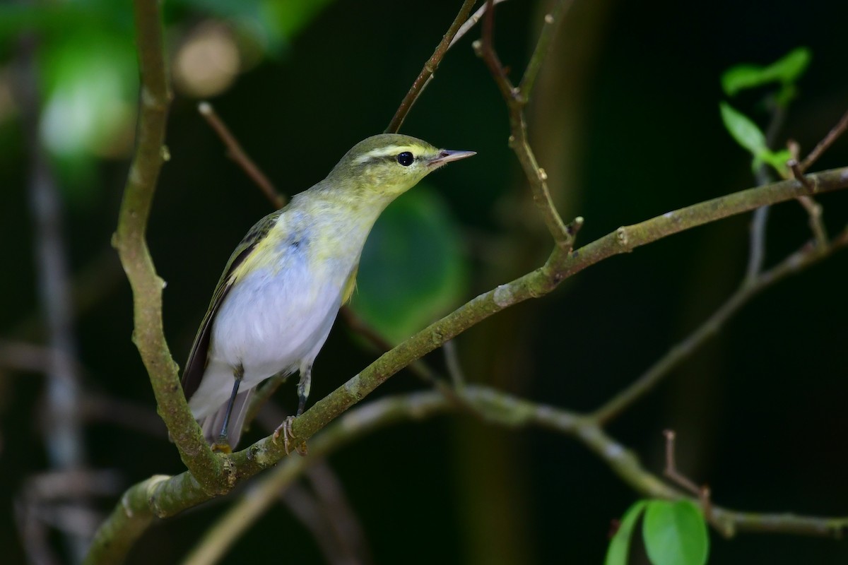 Wood Warbler - ML646235311