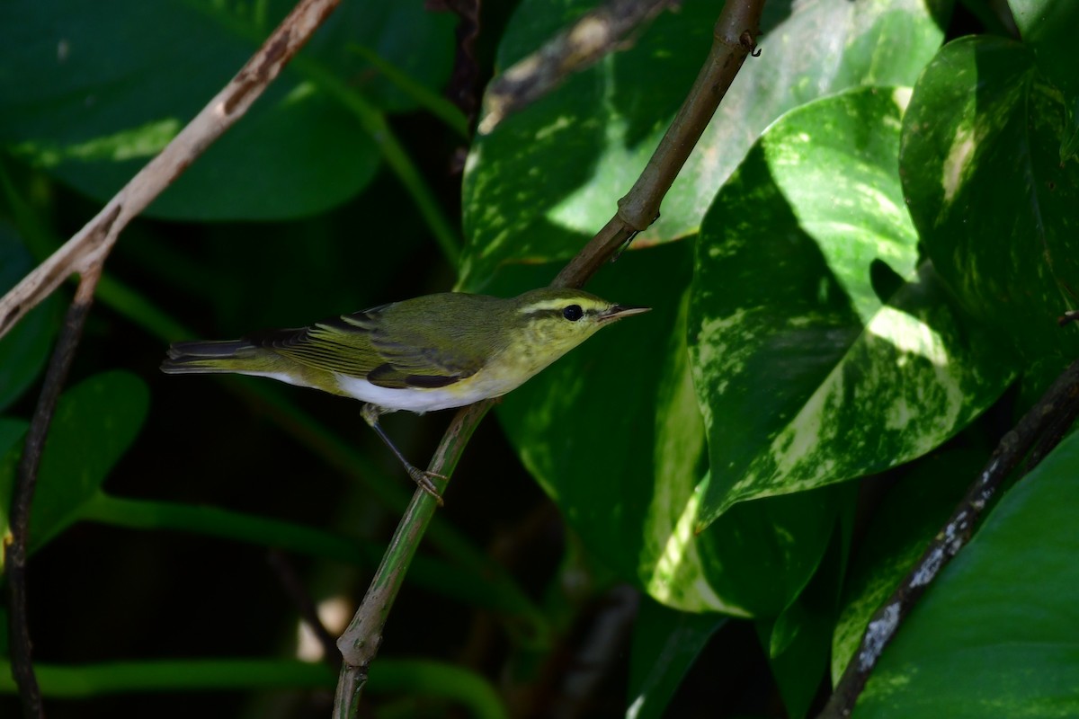 Wood Warbler - ML646235312
