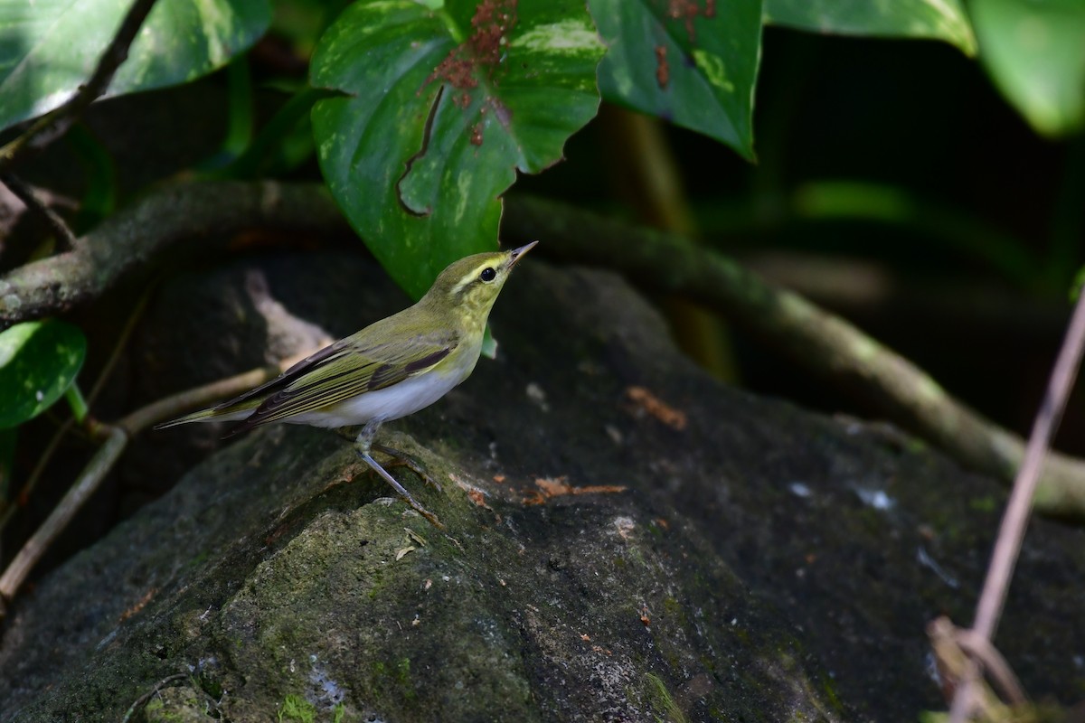 Wood Warbler - ML646235313