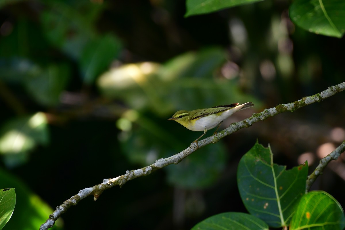Wood Warbler - ML646235314