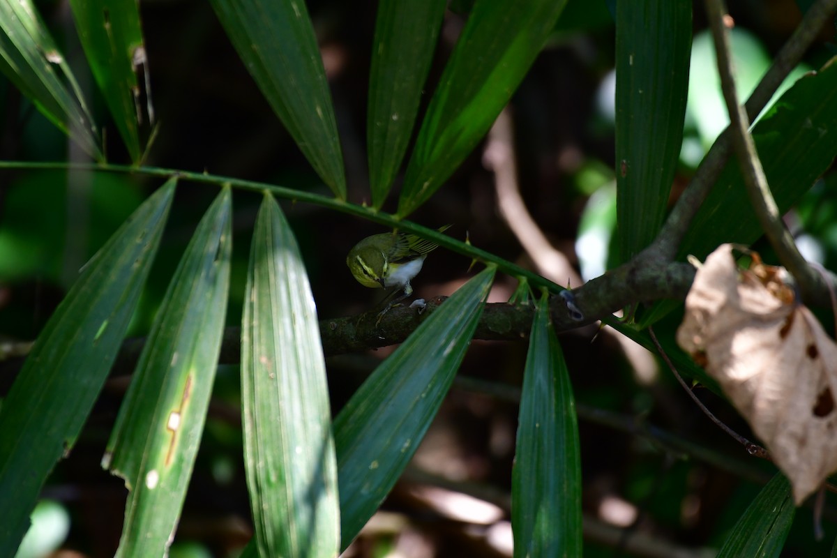 Wood Warbler - ML646235315
