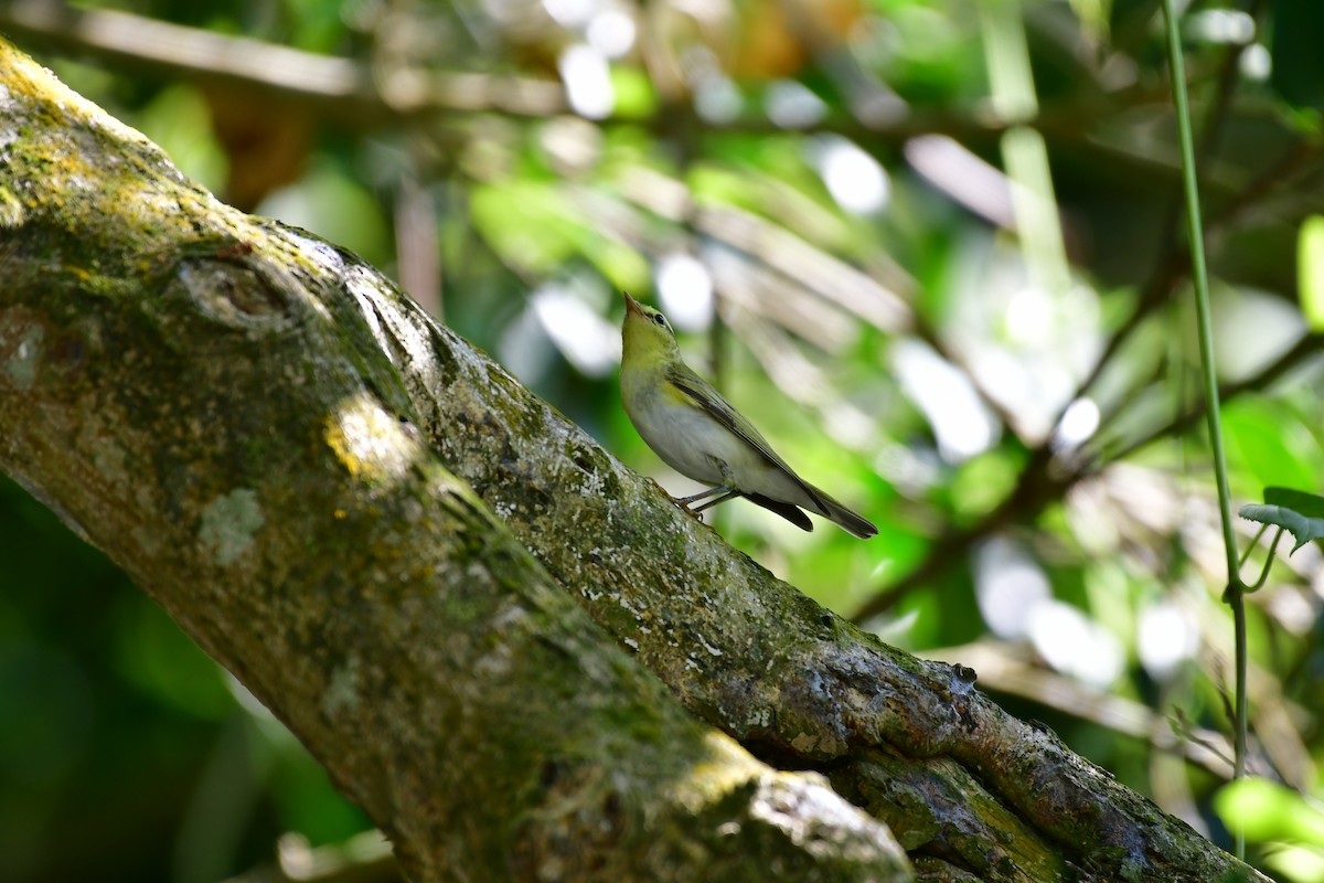 Wood Warbler - ML646235316