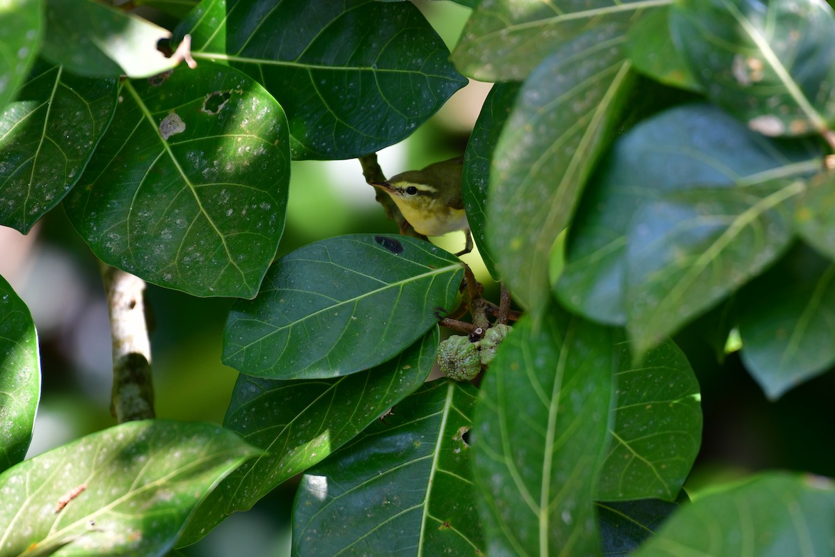 Wood Warbler - ML646235317