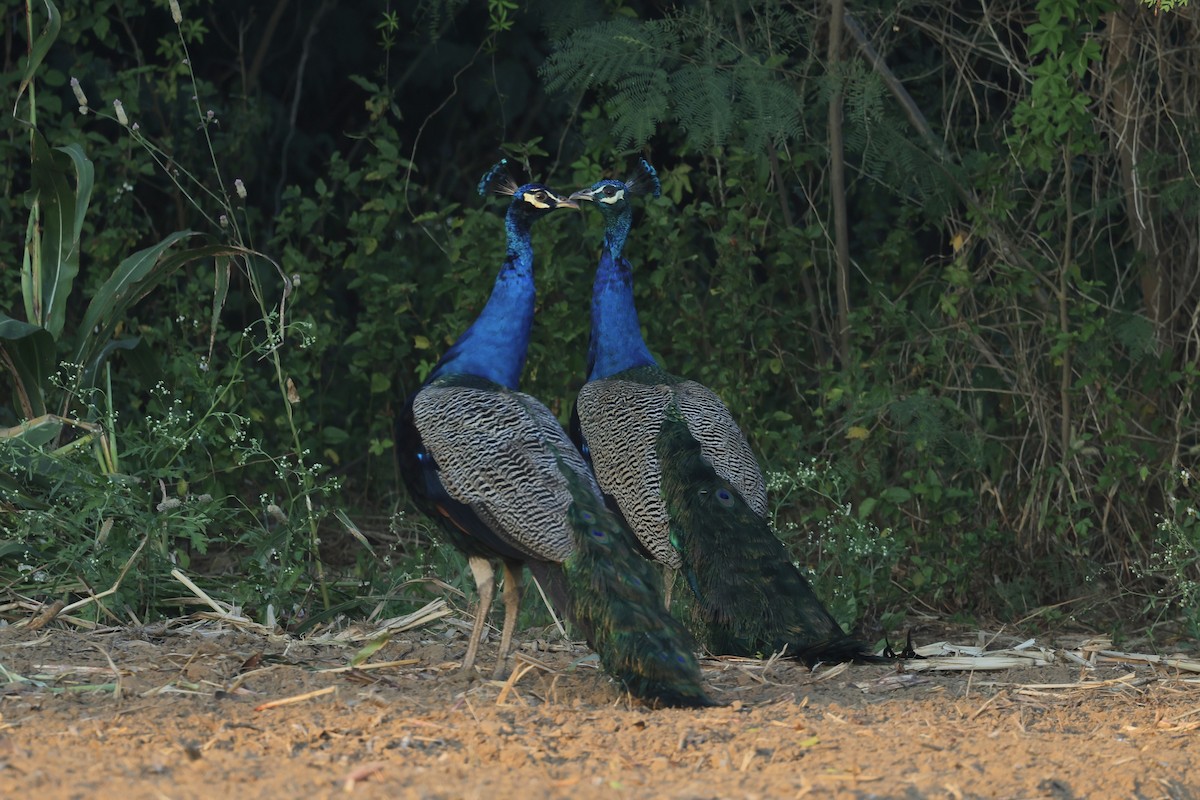 Indian Peafowl - ML646235318