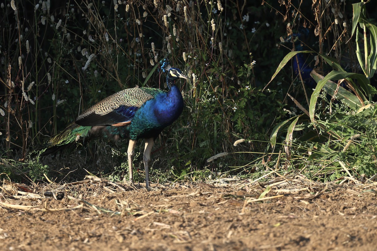 Indian Peafowl - ML646235319