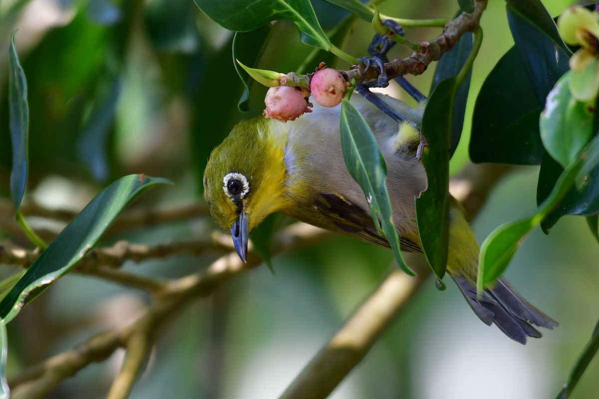 Warbling White-eye - ML646235321