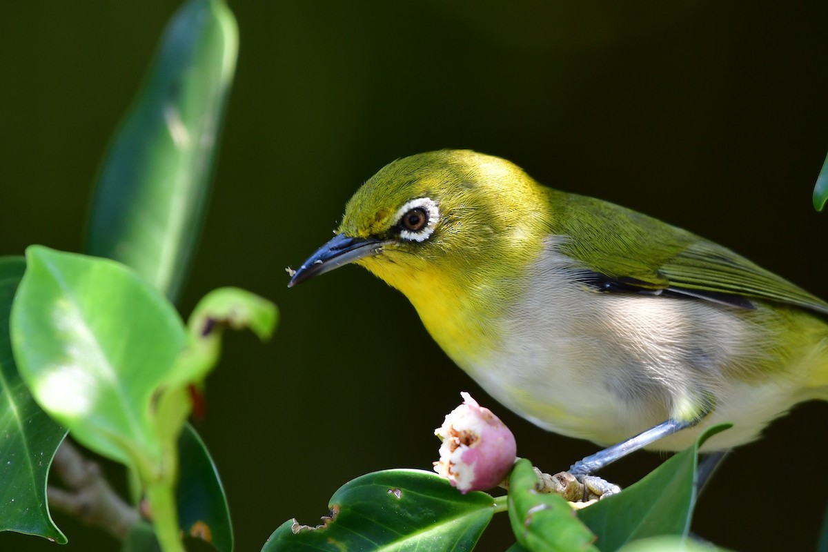 Warbling White-eye - ML646235322