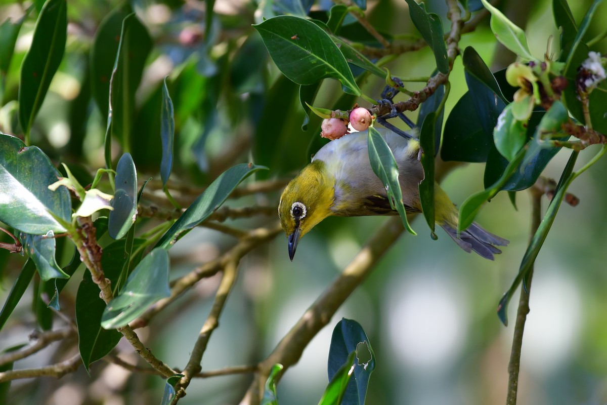Warbling White-eye - ML646235323