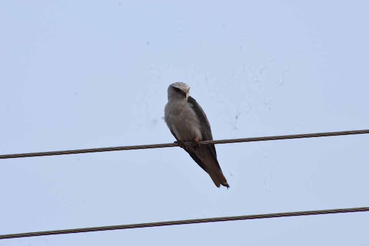 Elanio Común - ML646235325