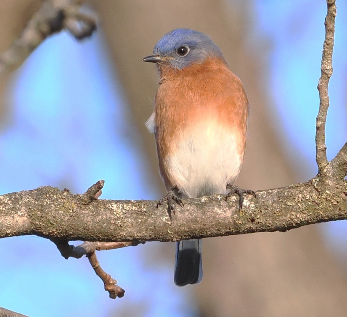 Eastern Bluebird - ML646235327