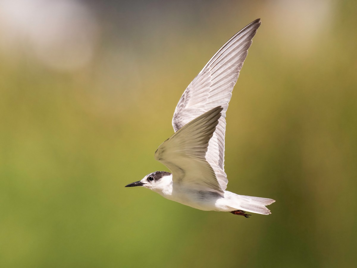 Fumarel Cariblanco - ML646235330