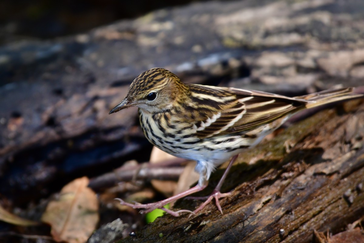 Bisbita del Pechora - ML646235334