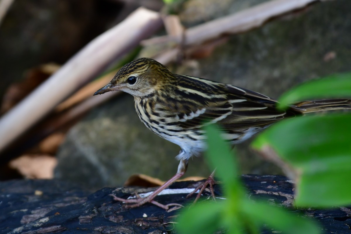 Bisbita del Pechora - ML646235335