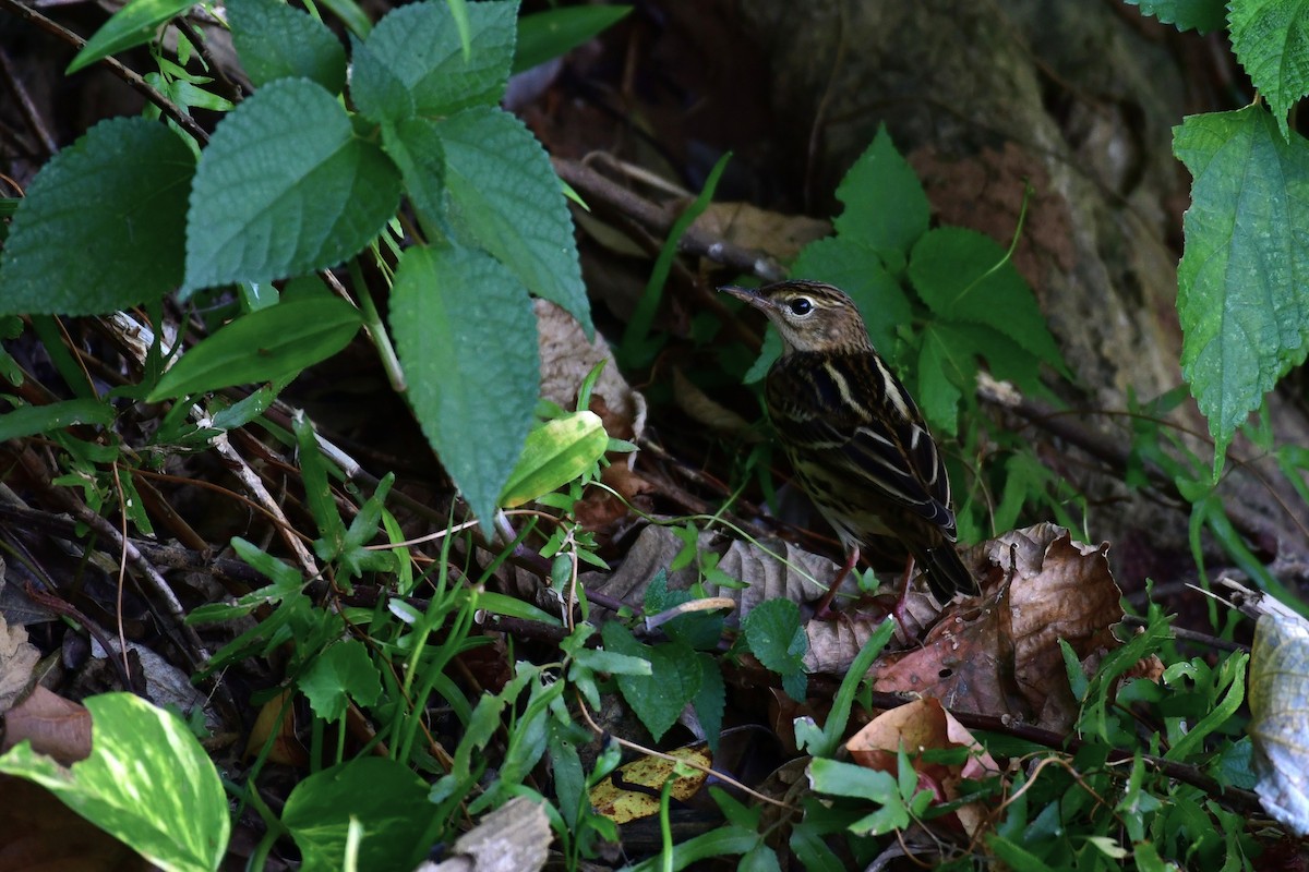 Bisbita del Pechora - ML646235336