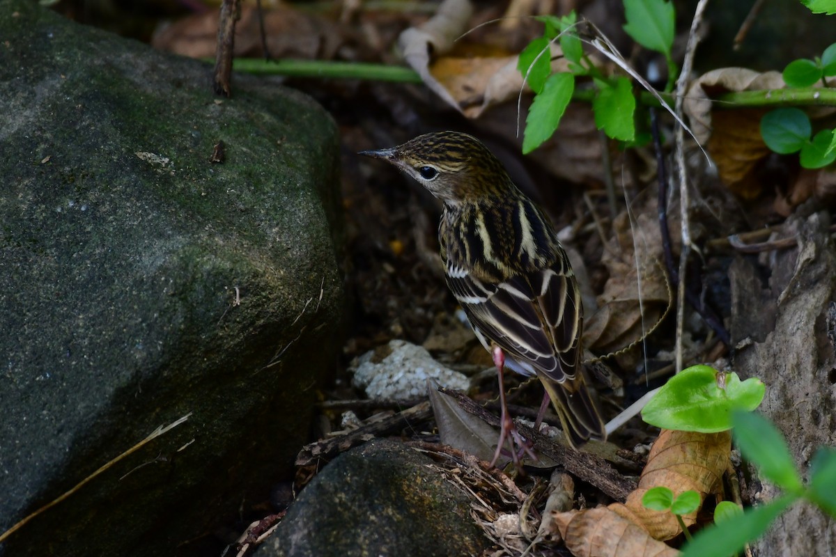 Bisbita del Pechora - ML646235337