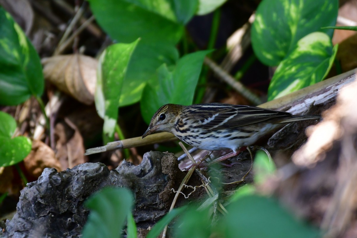 Bisbita del Pechora - ML646235338