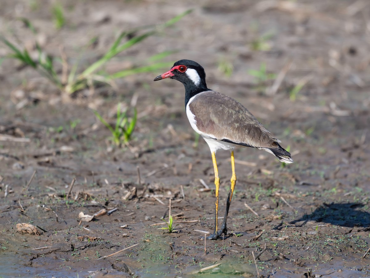 Avefría India - ML646235339