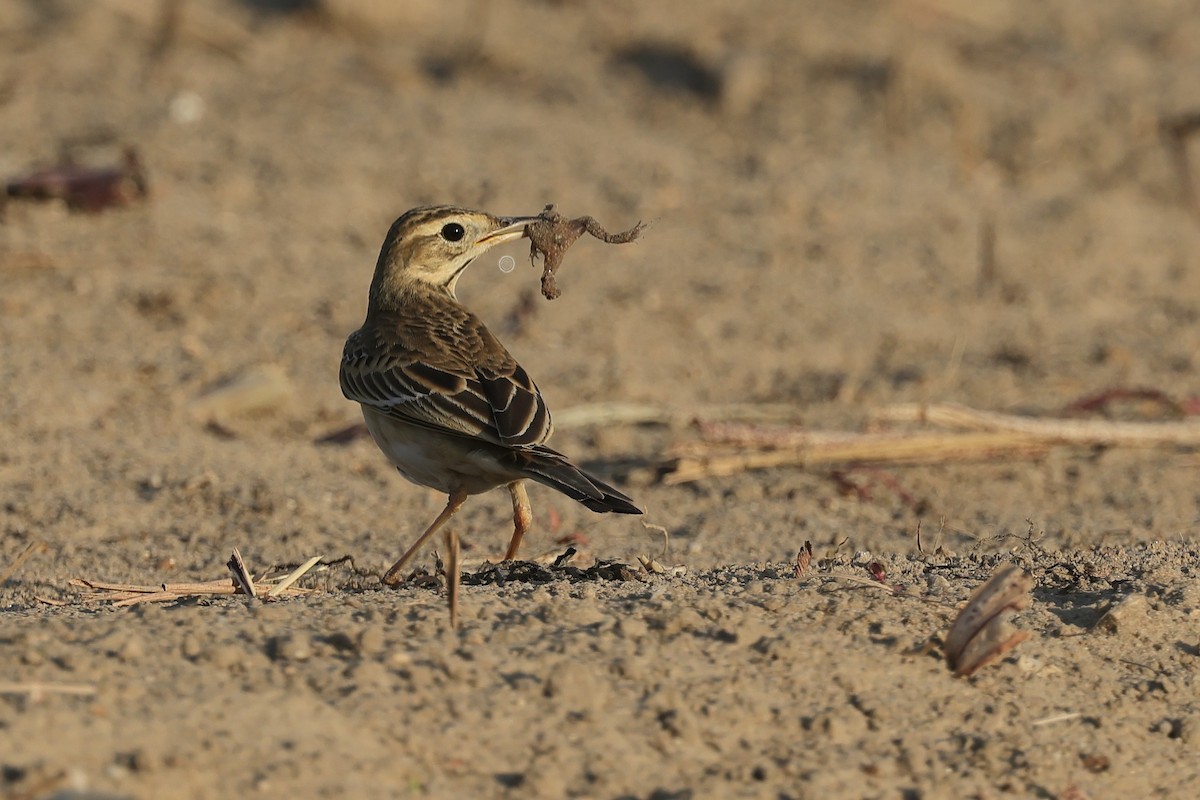Bisbita de Richard - ML646235340
