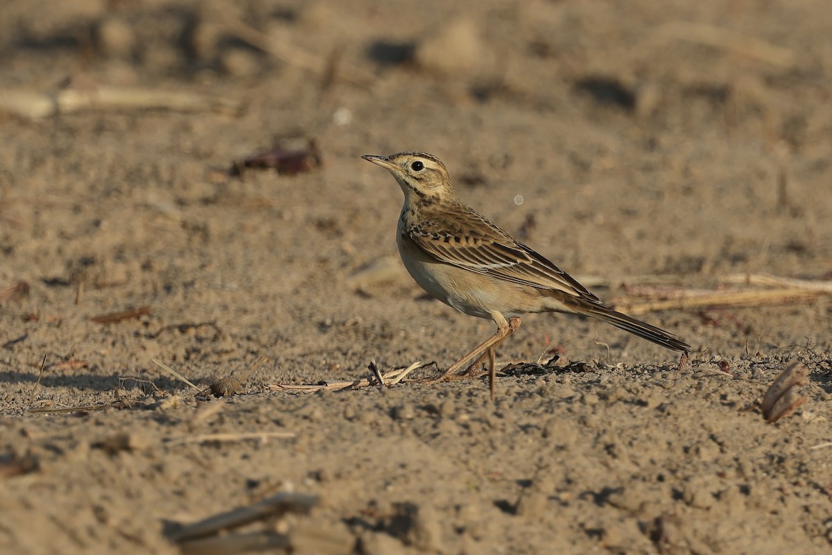 Bisbita de Richard - ML646235341