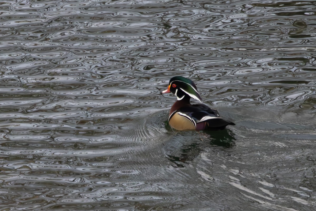 Pato Joyuyo - ML646235342