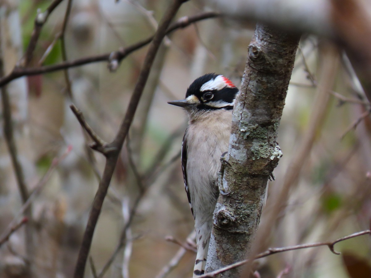 Pico Pubescente - ML646235343