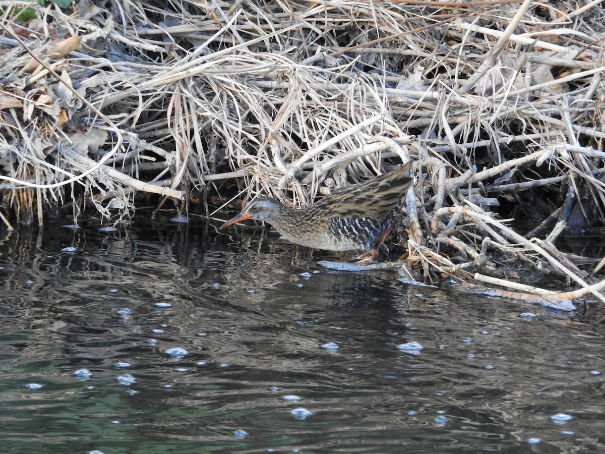 Rascón Asiático - ML646235344