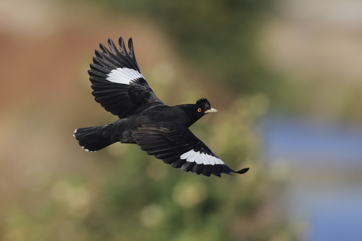 Miná Crestado - ML646235345