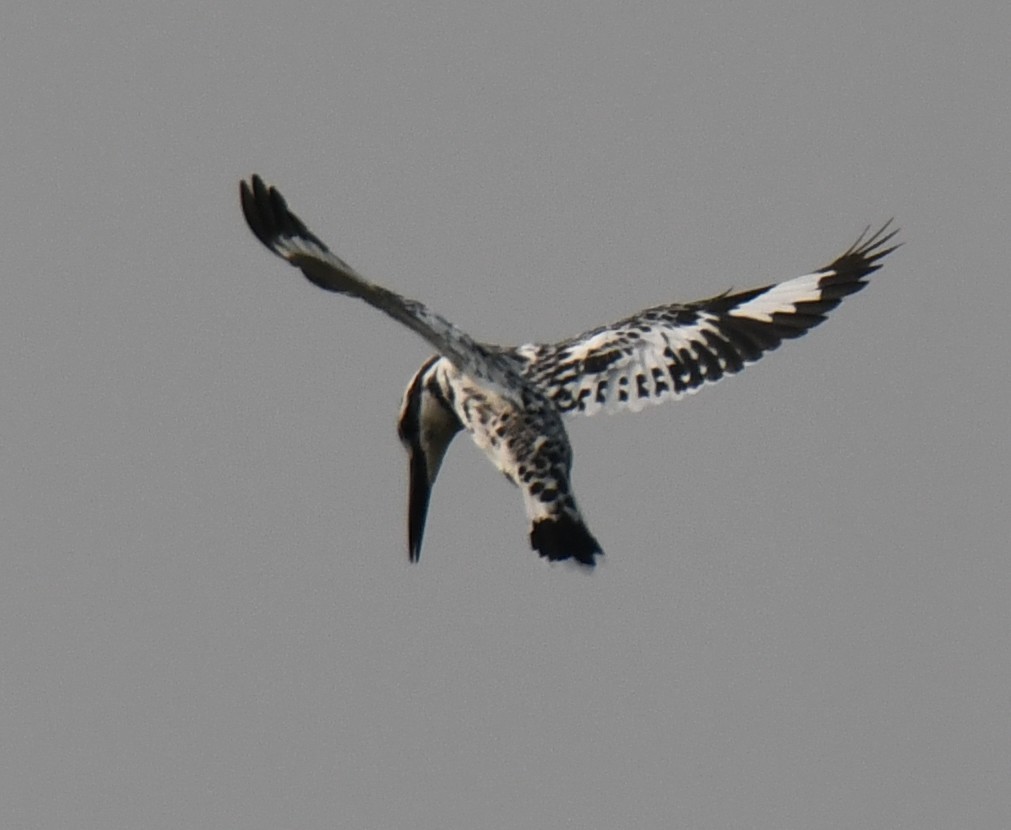 Martín Pescador Pío - ML646235346