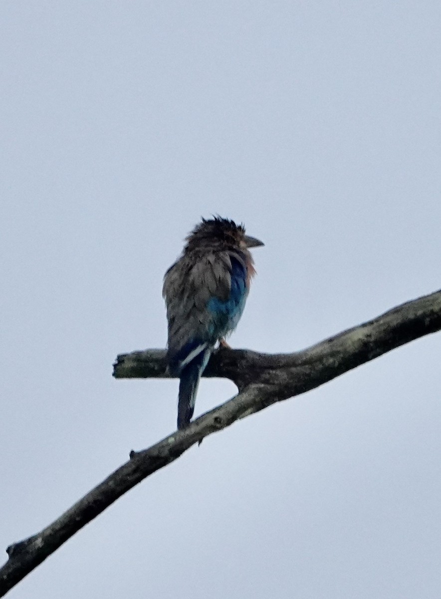 Carraca India - ML646235348