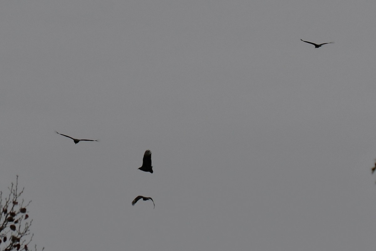 Zopilote Negro - ML646235349