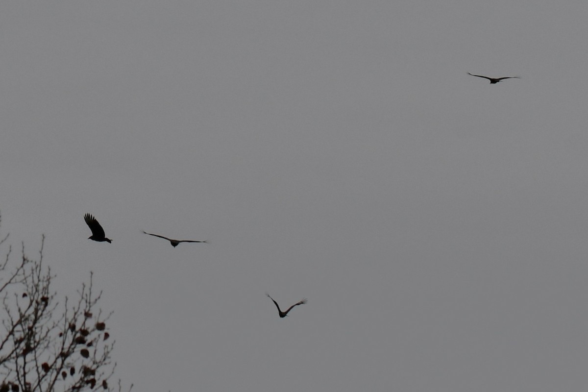 Zopilote Negro - ML646235350