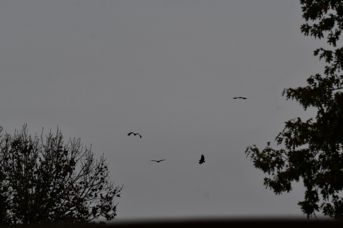 Zopilote Negro - ML646235351