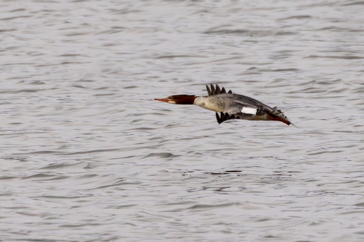 Serreta Grande - ML646235352