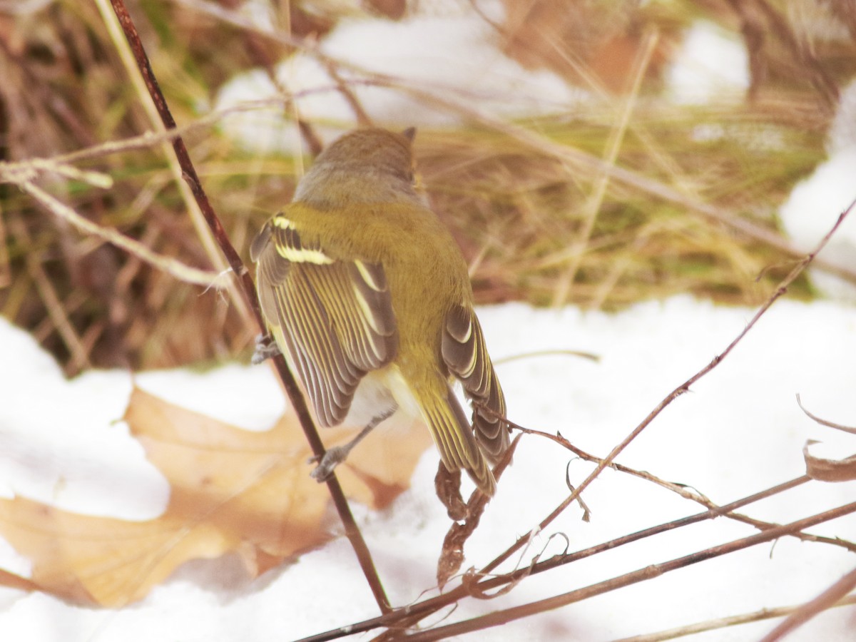 zelenáček bělooký - ML646235353
