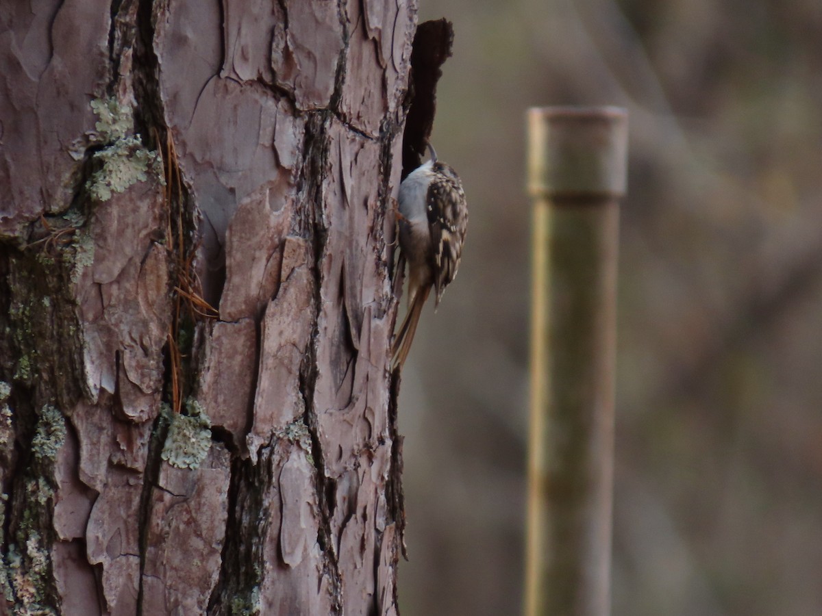Agateador Americano - ML646235354