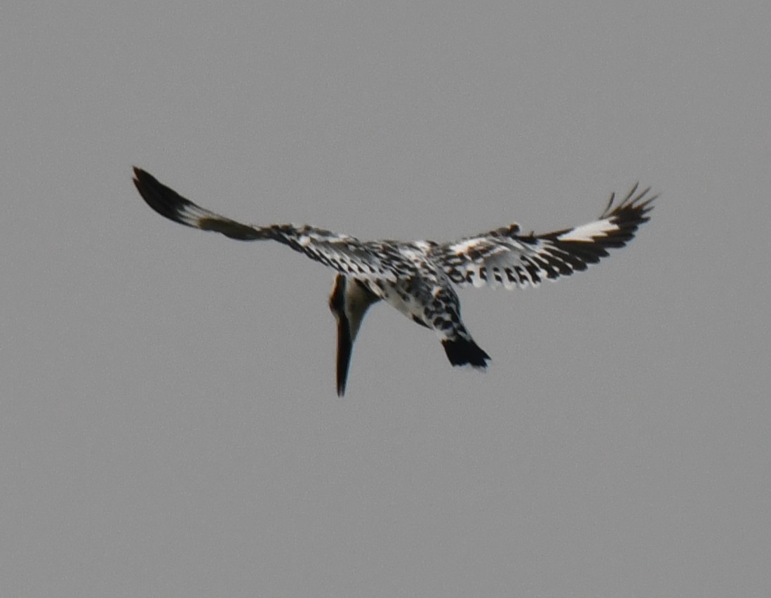 Martín Pescador Pío - ML646235355