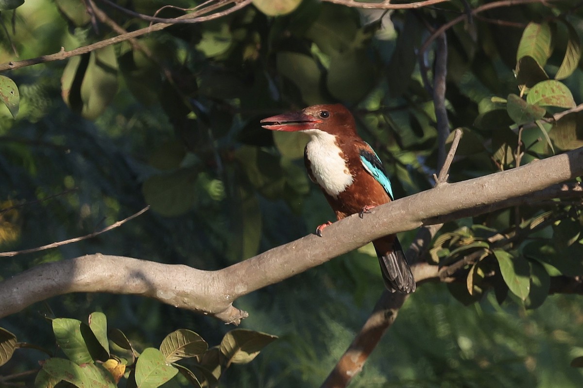 Alción de Esmirna - ML646235356