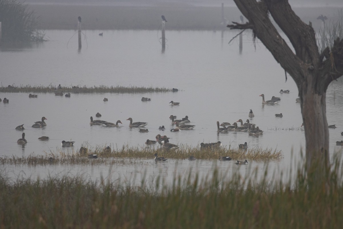 Ánsar Común - ML646235357