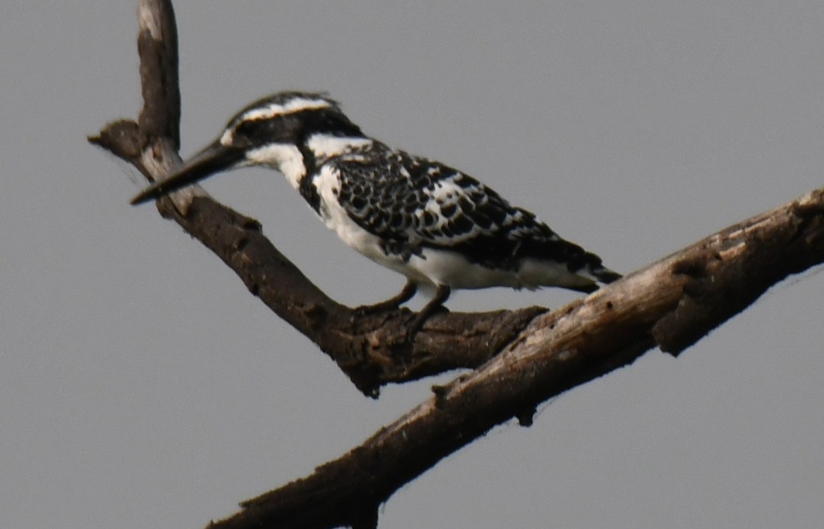 Martín Pescador Pío - ML646235358