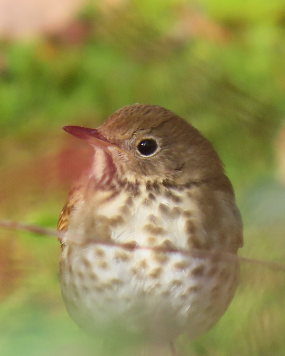 Zorzalito Colirrufo - ML646235359